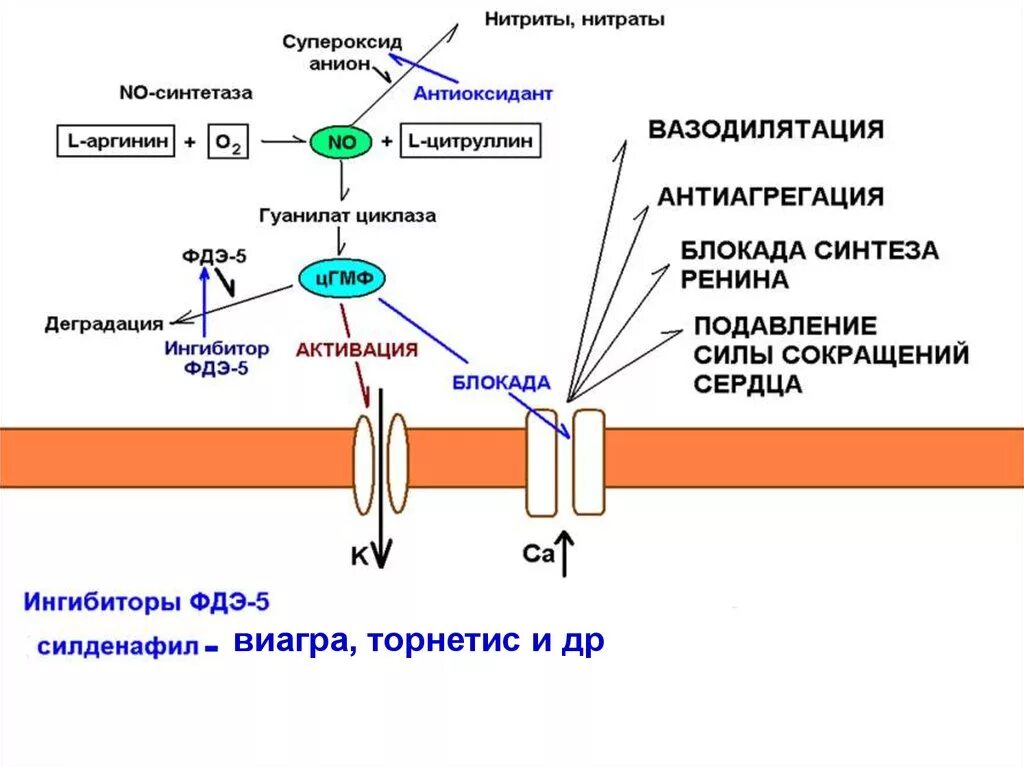 Ингибиторы фосфодиэстеразы типы