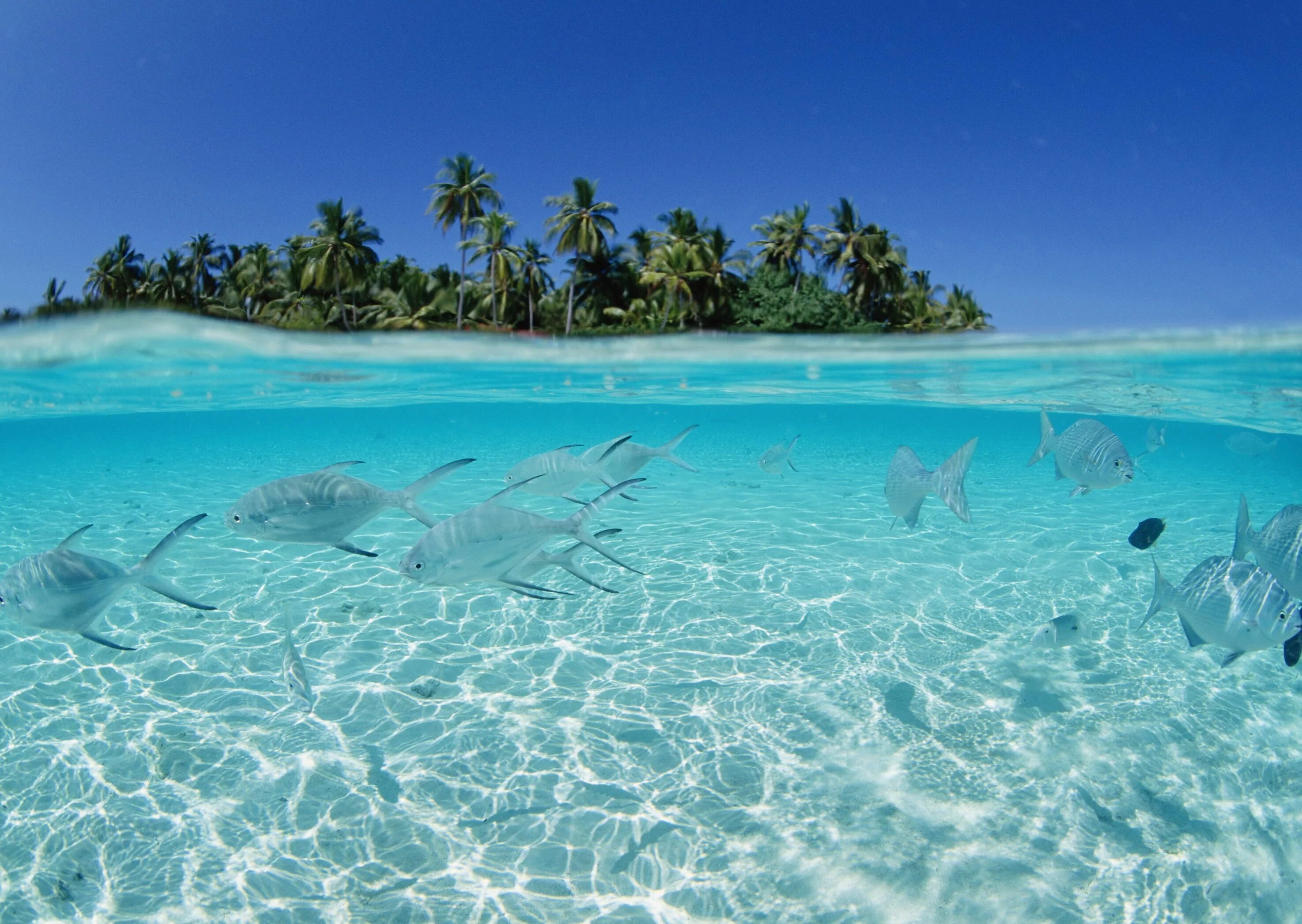 Mar caribe. Mar caribe