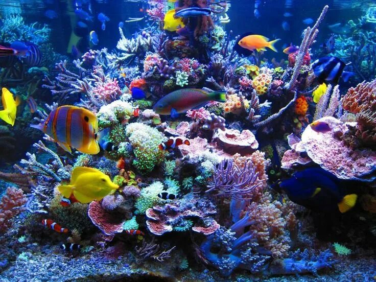 tank idea Saltwater aquarium, Reef aquarium, Reef tank