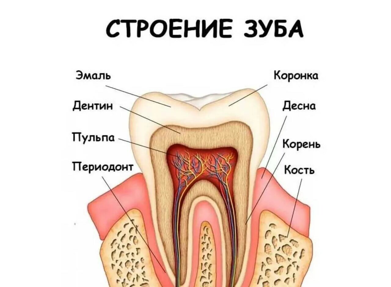 Строение зуба 3 класс. Строение зуба человека. Строение зуба человека 3 класс.