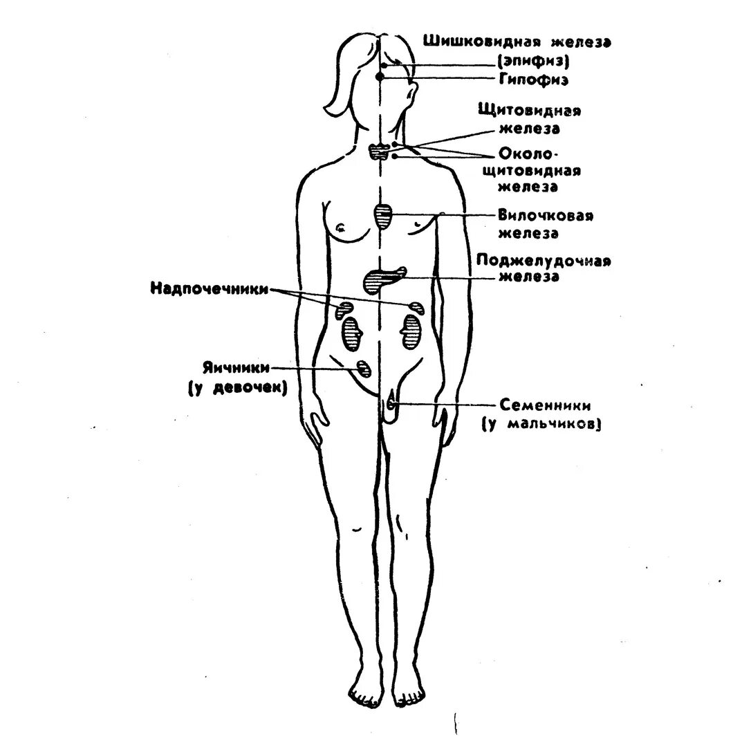 Схема где находится. Схема расположения желез внутренней секреции организма. Эндокринные железы человека схема. Эндокринная система схема расположения желез. Схема расположения эндокринных желез человека.