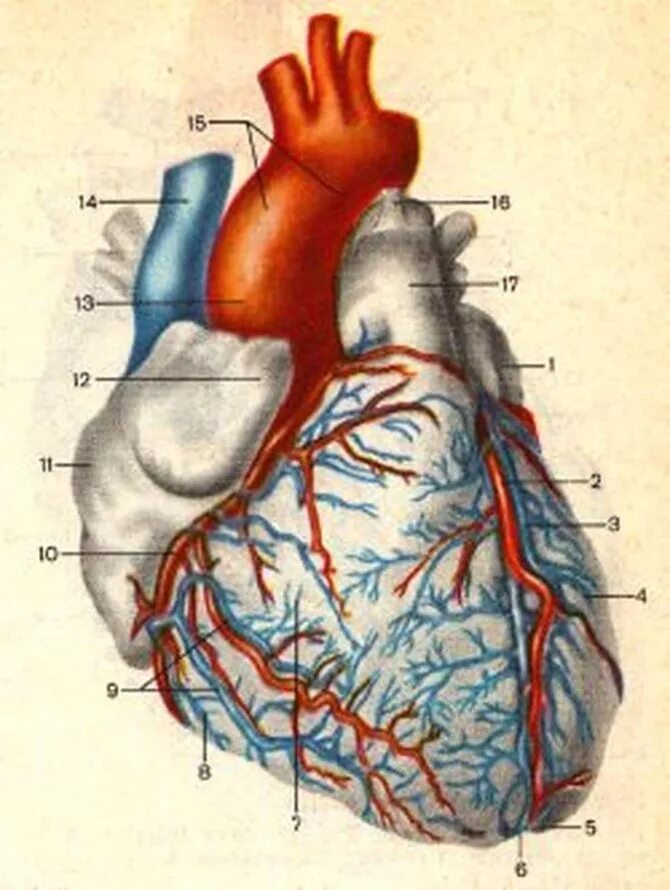 Сердце лимфатические сосуды. Кровеносные сосуды сердца анатомия. Анатомия человека сердце с венами. Анатомия сосудов сердца атлас. Строение сердца, сосуды (артерии и вены).