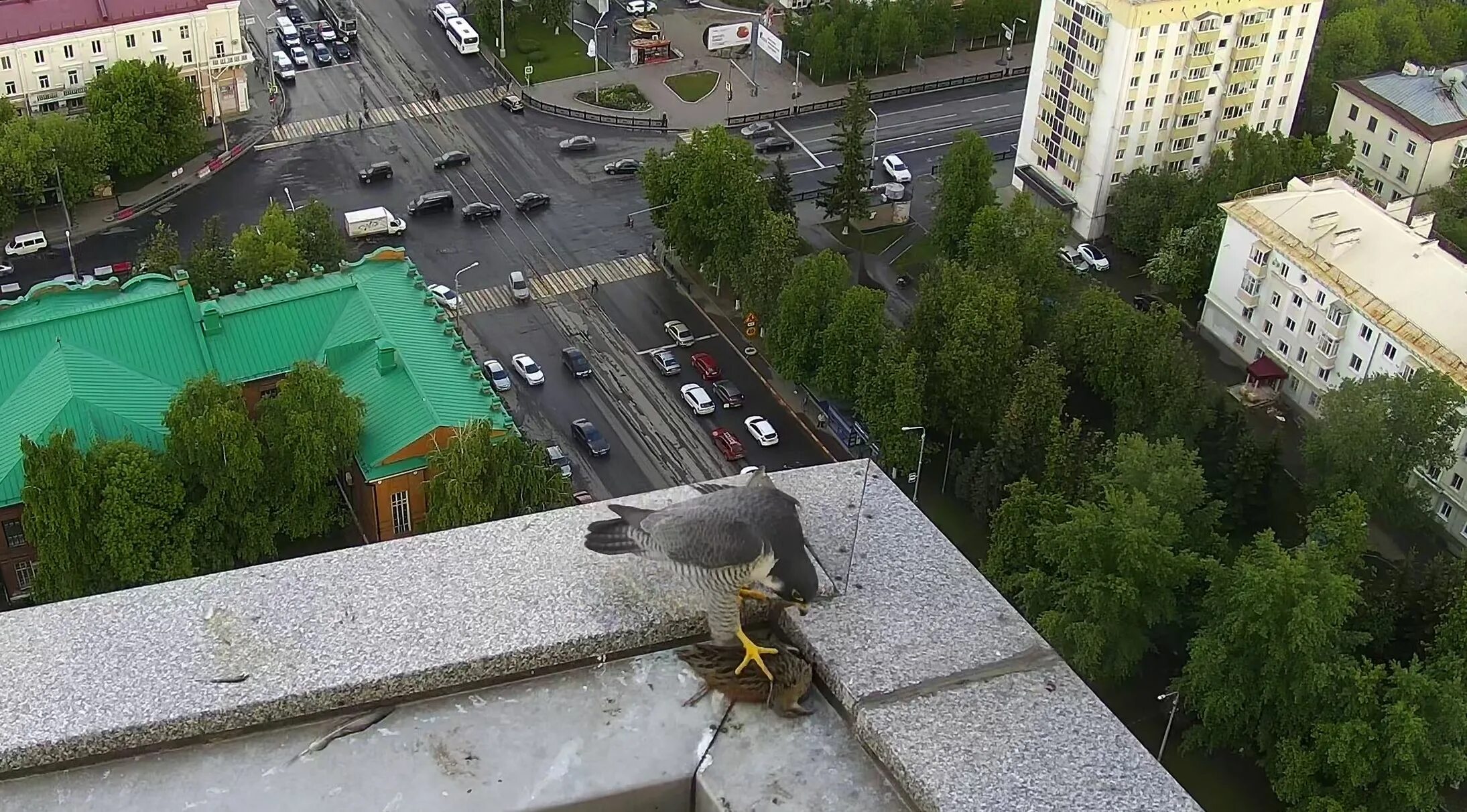 Сокол Сапсан на крыше УРАЛСИБ. Гнездо Сокола Сапсана на крыше банка УРАЛСИБ. Сапсан птица Уфа. УРАЛСИБ банк крыша Уфа Сокол Сапсан.