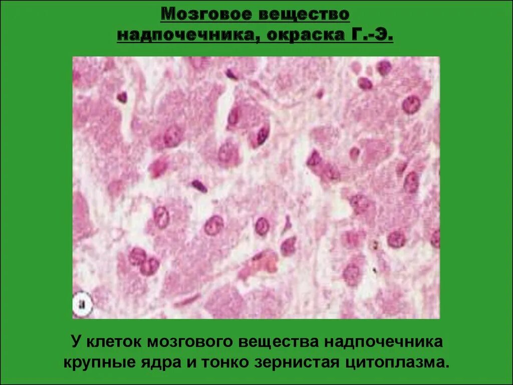 Хромаффинные клетки мозгового вещества надпочечников. Нервная регуляция хромаффинной ткани надпочечников. Мозговое вещество надпочечников. Хромаффинные клетки мозгового вещества. Хромаффинные клетки мозгового вещества надпочечников.