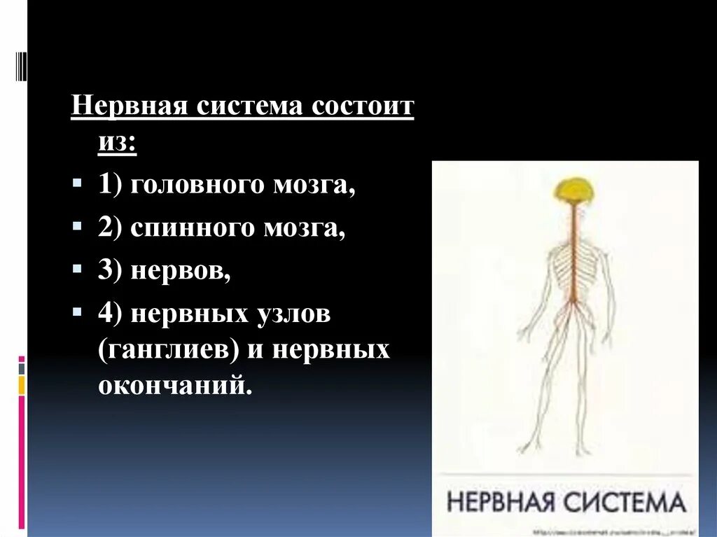 Классификация нервной системы спинной мозг. Нервы и нервные окончания. Система нервных окончаний. Классификация нервных узлов. Промежуточные нервные узлы