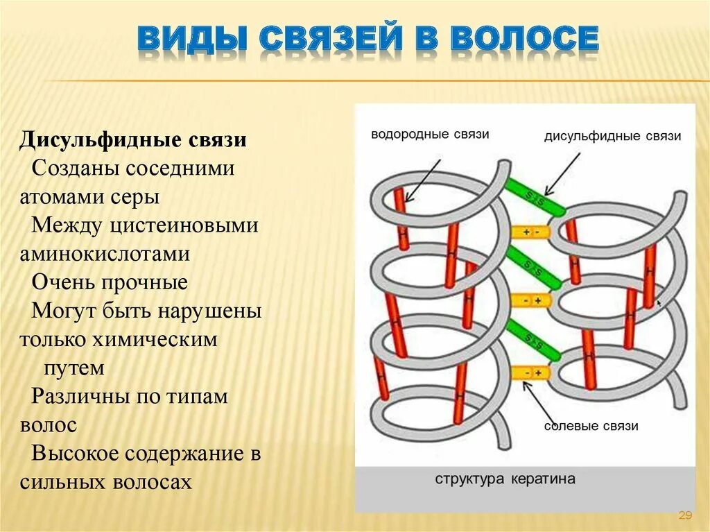 Водородные мостики. Водородные ионные и дисульфидные связи в волосе. Химическое строение волоса дисульфидные связи. Водородные связи в волосах. Структура волоса брови дисульфидные связи.