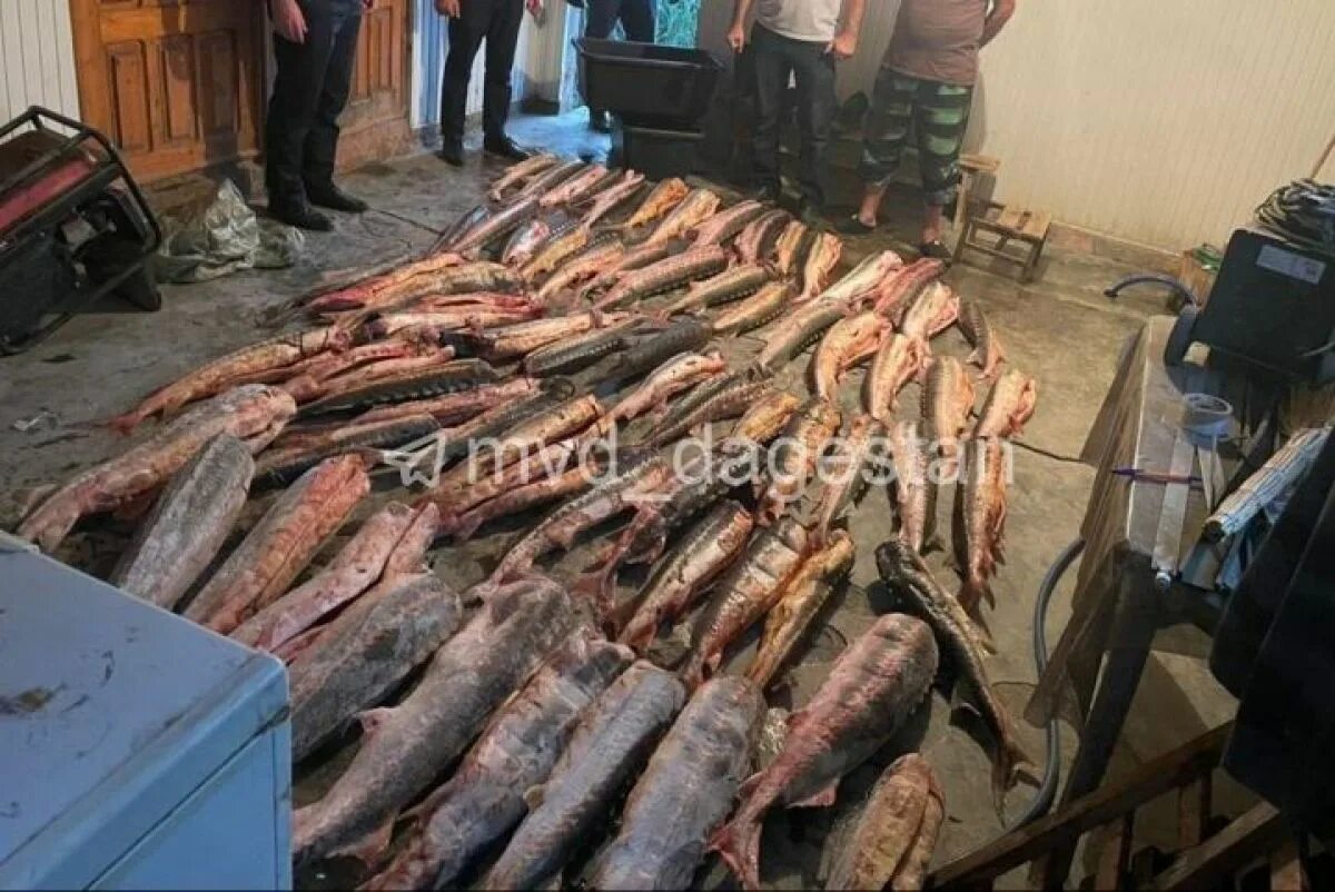 Рыба в дагестане. Рыба в сулаке дагестан. Рыба в дагестане. Рыбная отрасль дагестана. Рыбный дагестан.