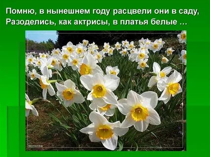 В семнадцать лет вы расцвели прелестно неподражаемо