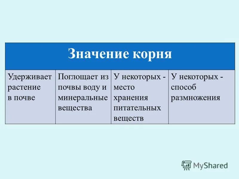 Какое значения корня. Значение корня для растения. Значение корневища. Значение корня биология.