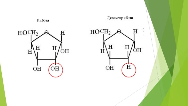 2 Дезоксирибоза. 2 Дезоксирибоза формула. Дезоксирибоза циклическая формула. Рибоза и дезоксирибоза. Строение рибозы