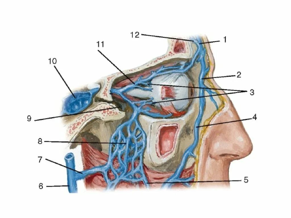 Нижняя глазная Вена анатомия. Верхняя глазничная Вена анатомия.
