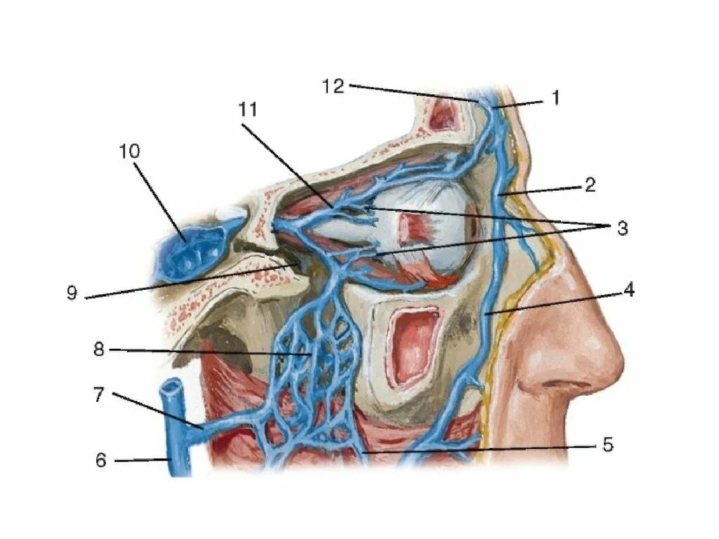 Кровообращение зрения. Нижняя глазная Вена анатомия. Верхняя глазничная Вена анатомия.