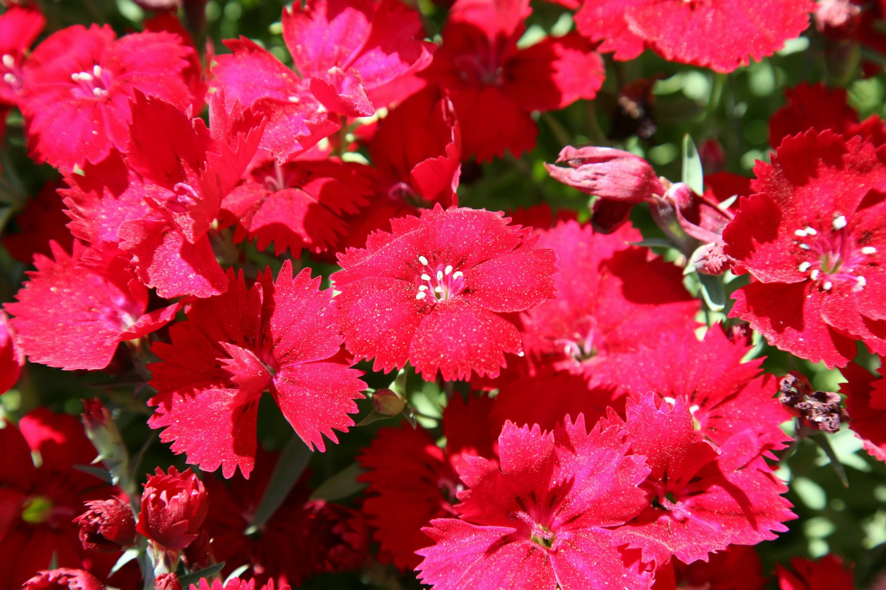 Гвоздика Мулен Руж многолетник. Dianthus gratianopolitanus. Гвоздика Dianthus. Гвоздика китайская Шабо.