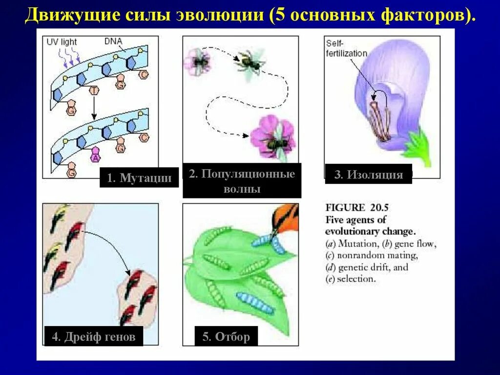 Движущая сила появления признака. Факторы движущие силы эволюции. Движущие силы эволюции мутации. Движущие силы эволюции изоляция. Движущие силы эволюции дрейф генов.