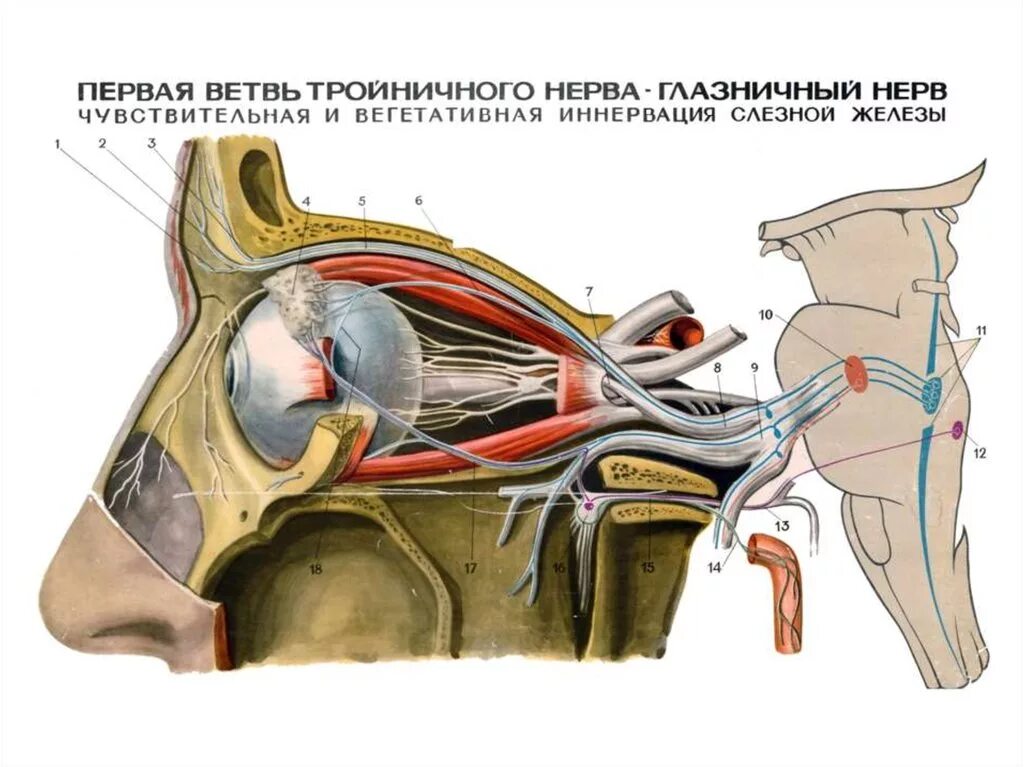 Глазная ветвь тройничного нерва. Глазничная ветвь тройничного нерва. Глазной нерв анатомия тройничного нерва. Глазной нерв 1 ветвь тройничного нерва. Слезная железа нерв