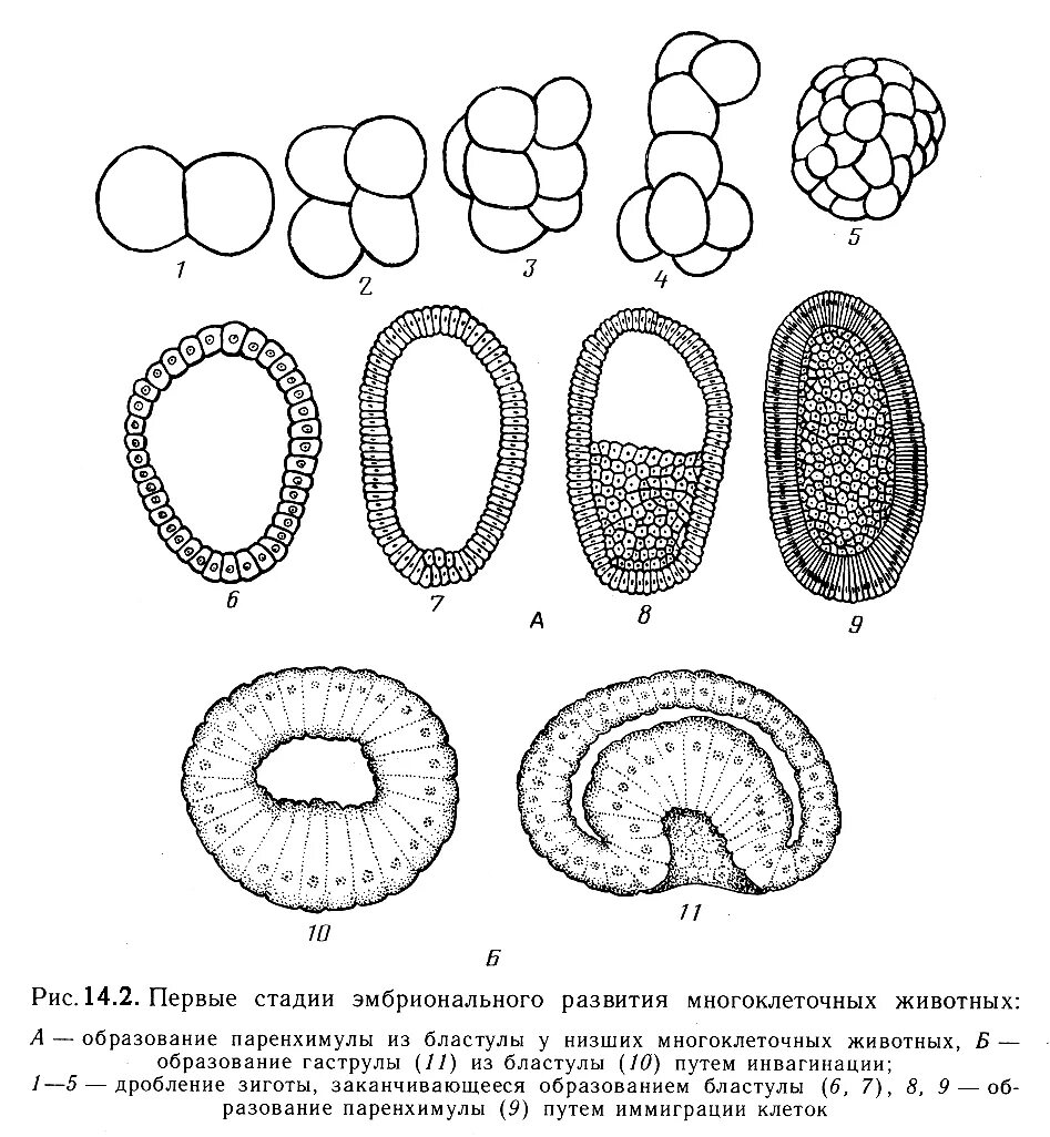 Этапы эмбрионального развития многоклеточных животных. Стадии зародышевого развития многоклеточных животных. Основные этапы эмбрионального развития многоклеточных животных.. Основные стадии развития многоклеточного животного.