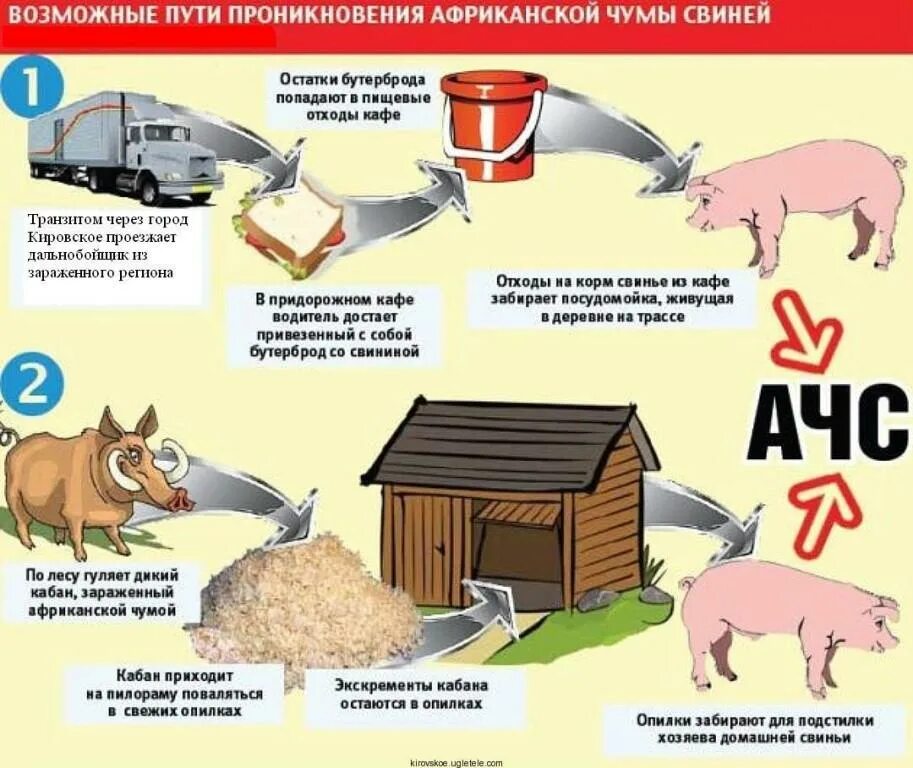 Африканской чуме свиней. Памятка профилактика африканской чумы свиней. Ачс свиней возбудитель. Эпизоотология африканская чума свиней. Симптомы классической чумы свиней.