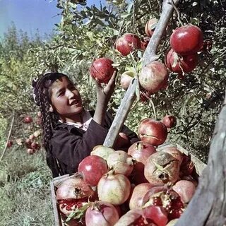 Сбор гранат