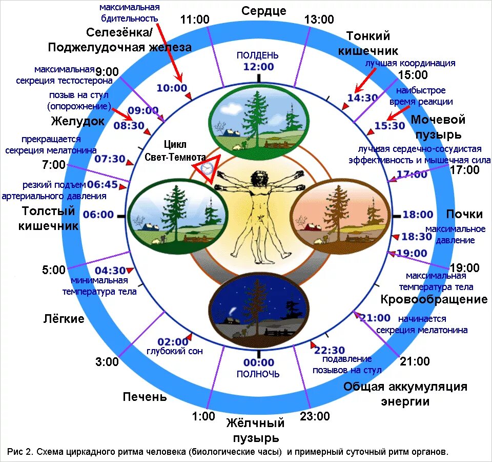 Схема циркадного ритма человека биологические часы. Биологические суточные часы организма человека по часам работы. Циркадные ритмы органов человека суточные. Активность органов по часам суточные биоритмы. Недалекие времена