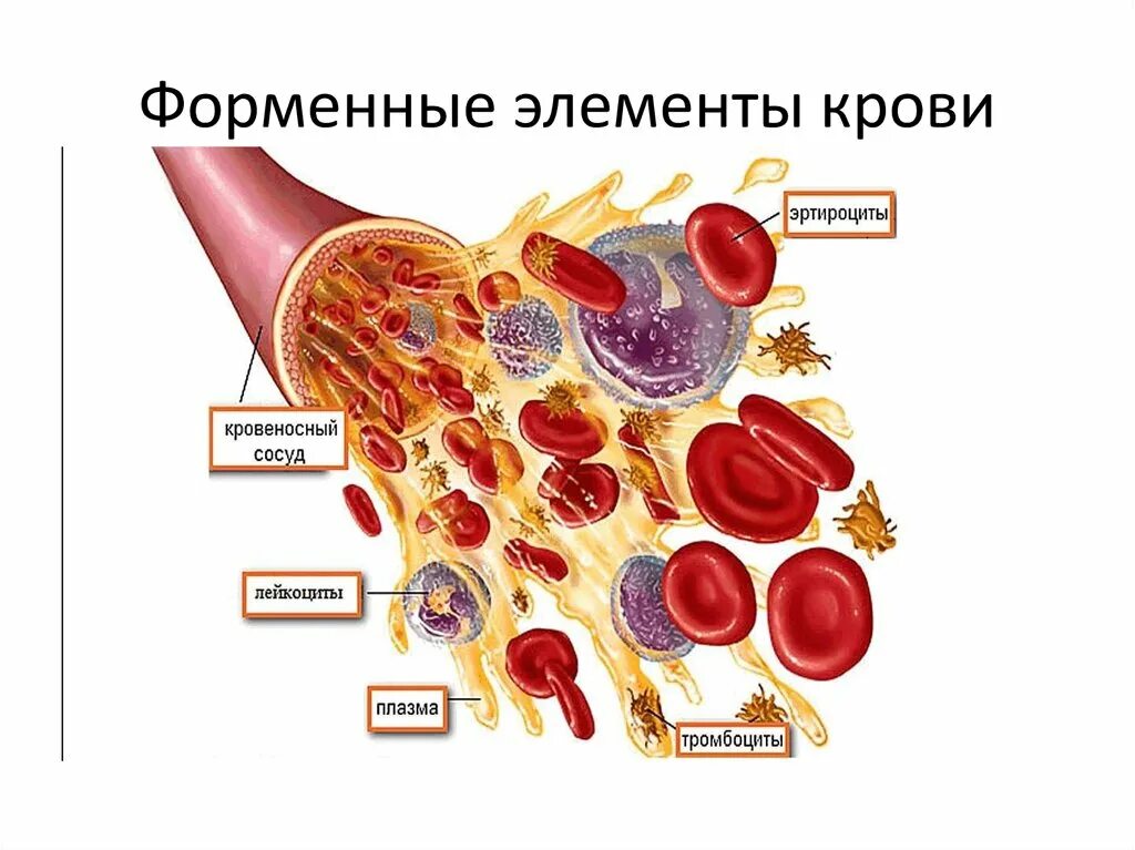 Красный костный мозг эритроциты