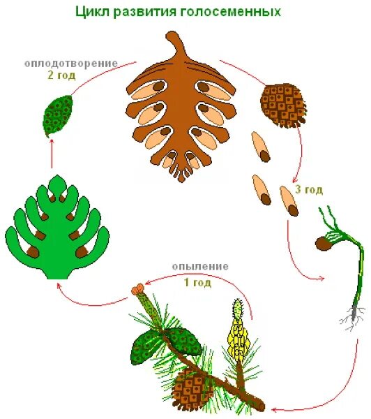 Размножение сосны обыкновенной схема. Цикл развития голосеменных схема. Схемаразможения сосны обыкновенной. Цикл развития голосеменных растений. Развитие хвойных