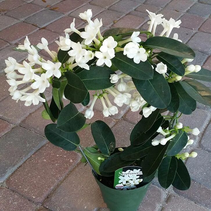 Стефанотис мадагаскарский. Стефанотис stephanotis