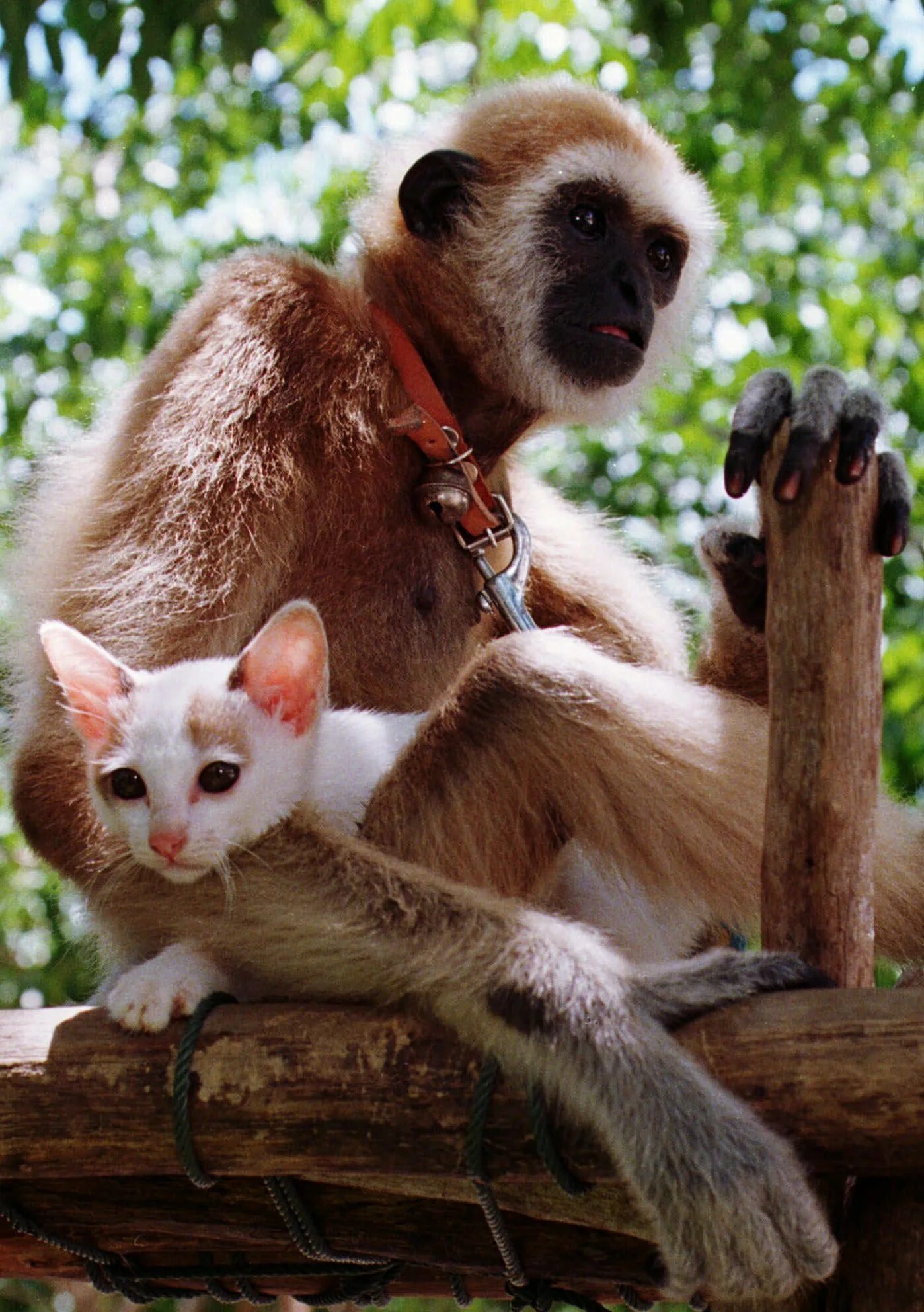 Обезьяна и кот. Обезьянка и котенок. Обезьяны и коты. Дружба обезьян. Дружба обезьяны и кошки.
