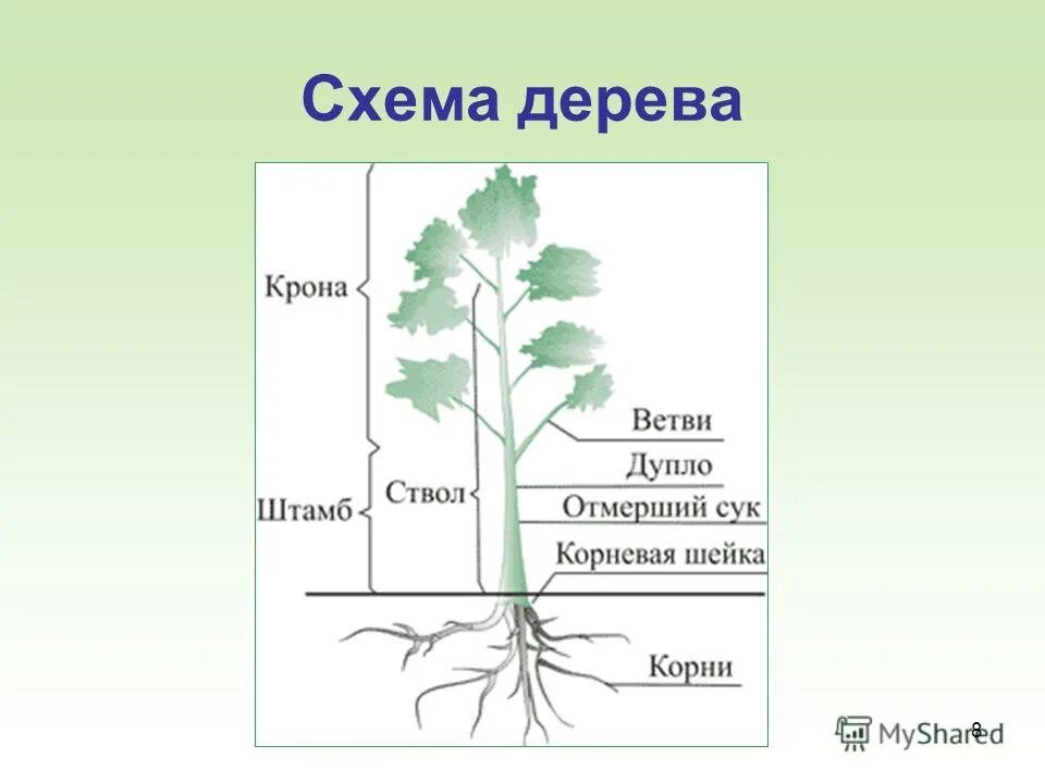 Строение дерева человека. Строение дерева. Строение дерева схема. Части дерева для дошкольников. Строение дерева человека.