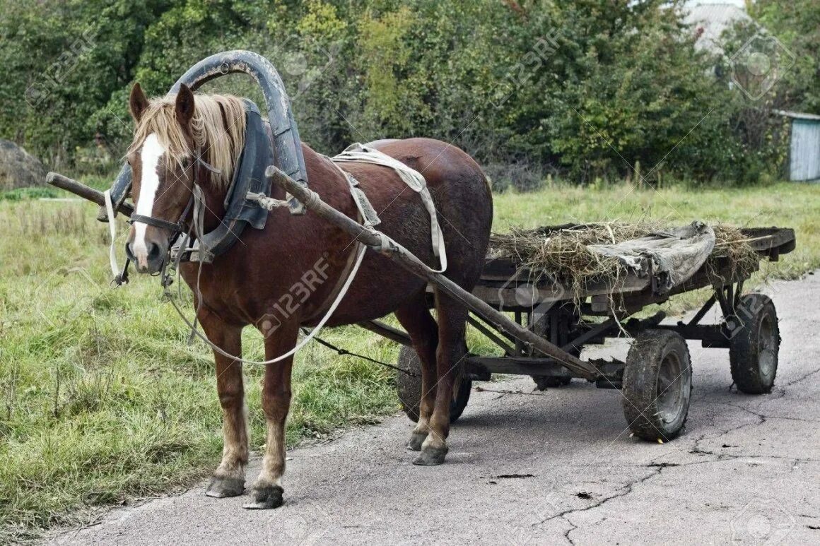 Телега. Упряжь лошади в телеге. Мужик и лошадь басня толстой. Лошади в деревне. Подъехала подвода.