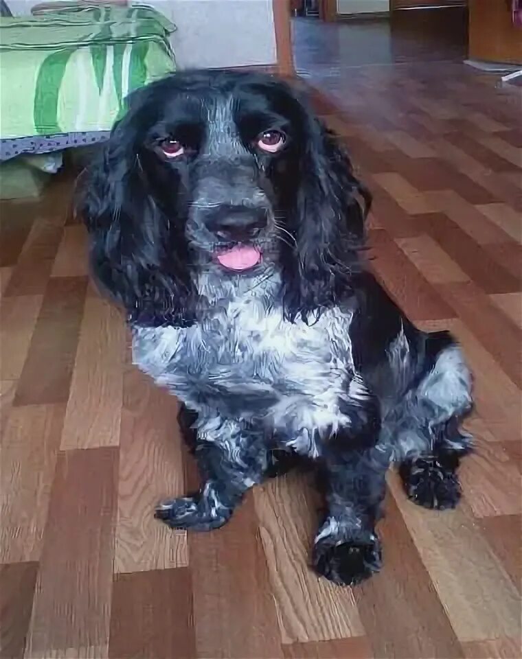 Вязка спаниелей. Фото вязки спаниелей. Американский кокер спаниель кобель для вязки. Вязка кокер спаниеля английского. Русский охотничий спаниель 10 месяцев.