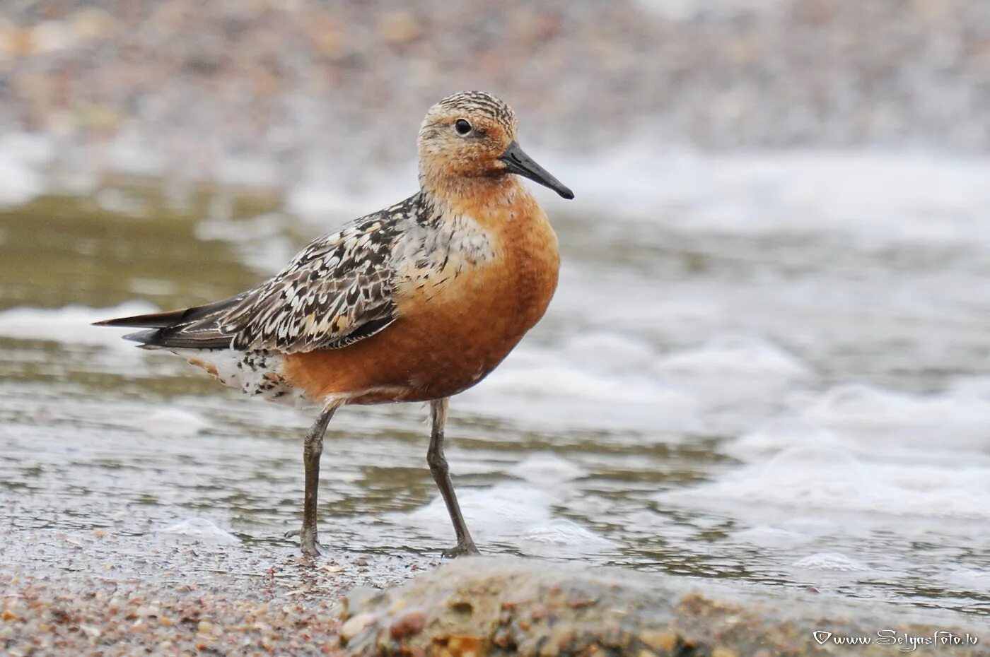 Птицы марий эл. Исландский песочник (Calidris canutus). Исландский песочник остров Врангеля. Желтозобик Кулик. Калининградская область Кулик птица.