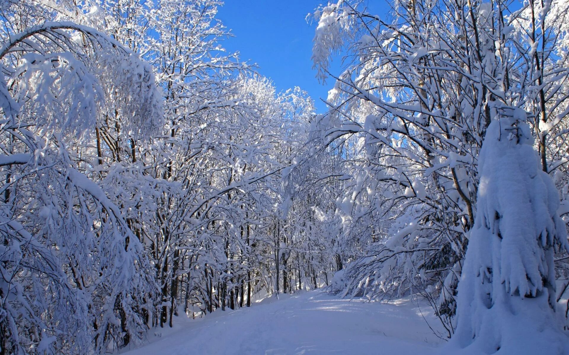 Снежок лесной. Зимняя природа. Зимний лес. Зимние картинки. Пейзаж зимнего леса.