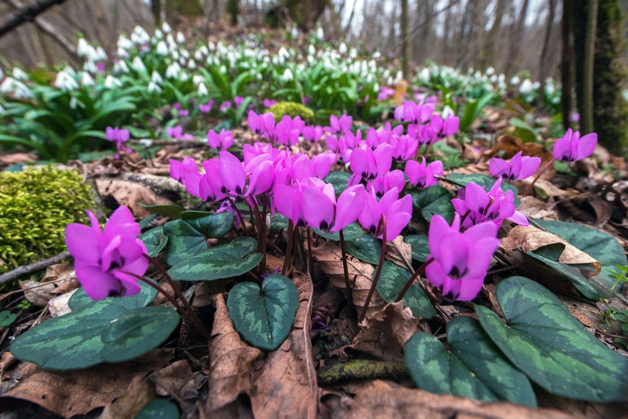 Цикламен дикий лесной. Цикламен лесной. Цикламен первоцветные. Первоцветы цикламен кавказский. Цикламен первоцветные.