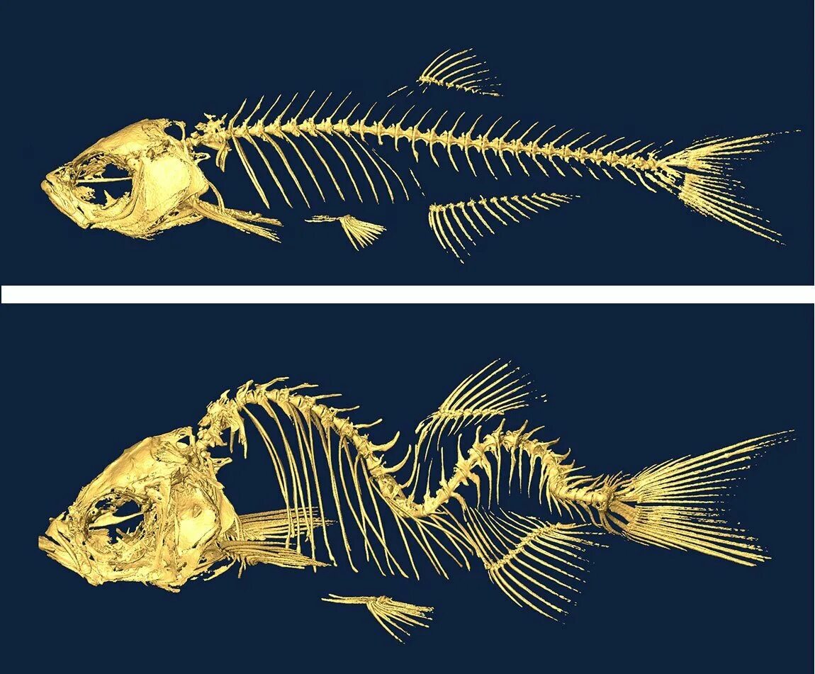 Кости рыбы собаке. Скелет рыбы дорадо. Дорадо скелет. Тилапия скелет. Скелет древней рыбы.