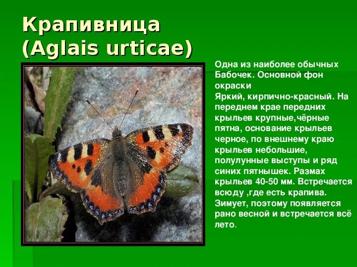 Бабочка крапивница доклад сообщение (описание для детей)