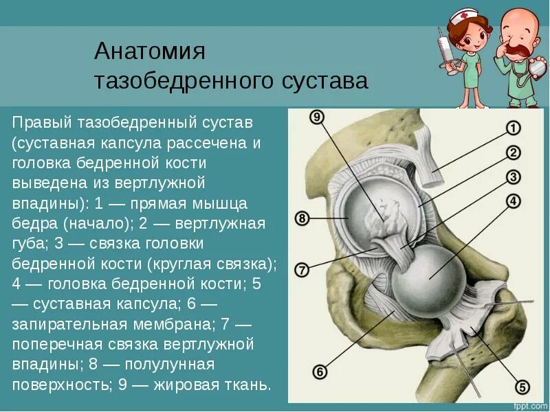 Рентген копчика: цена, сделать снимок в Москве, адреса - "СМ-Клиника"