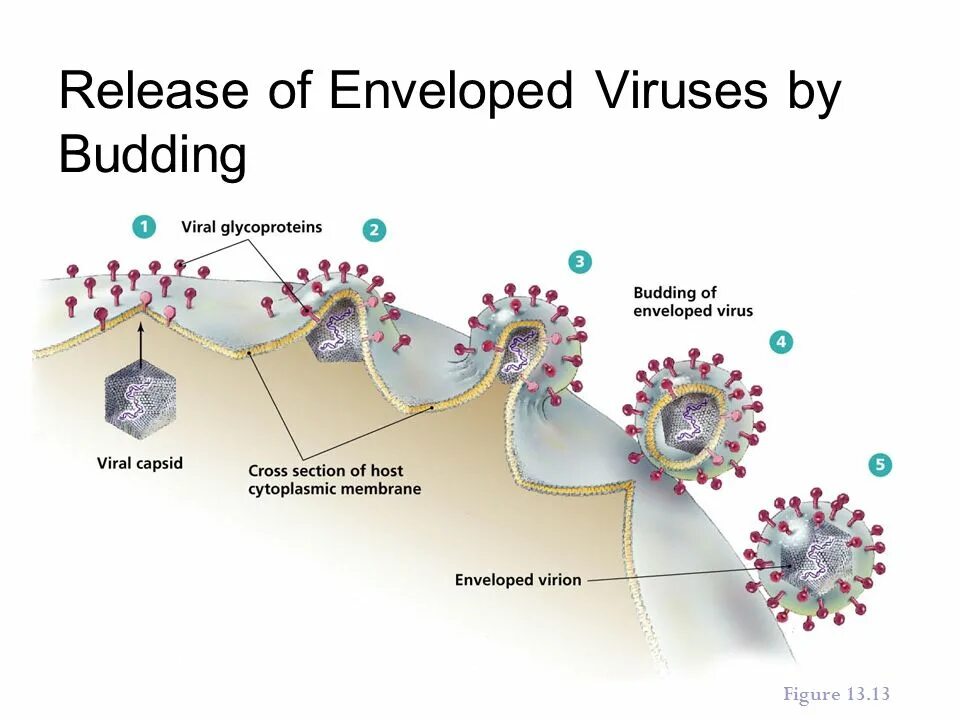 Budding viruses. Viroids. Components of virus. Вирус почкование через ЭПР. Getting viruses