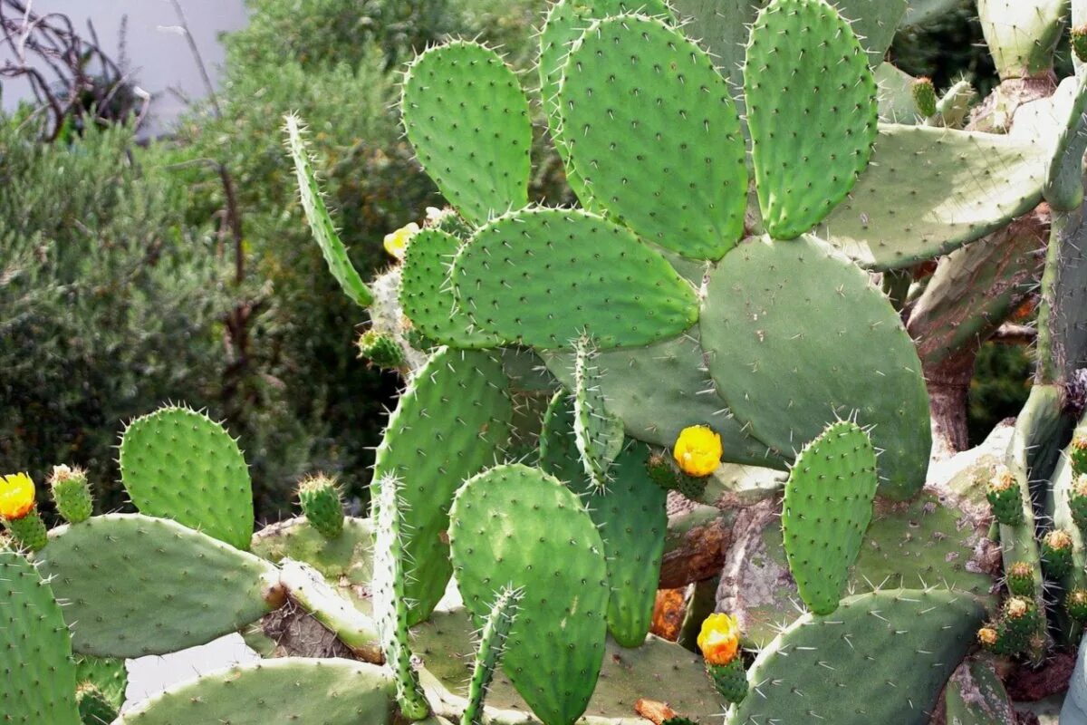 Опунция желтая. Кактус опунция войлочная. опунция бергера (opuntia bergeriana). опунция сальма. кактус опунция цветение.