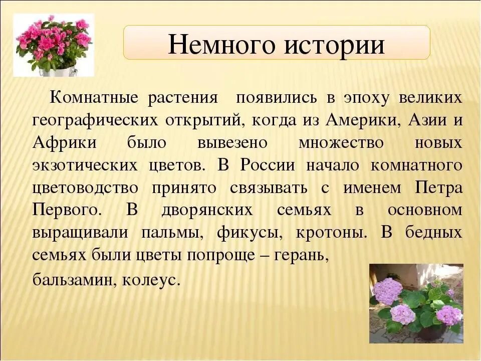 Презентация декоративное цветоводство 7 класс