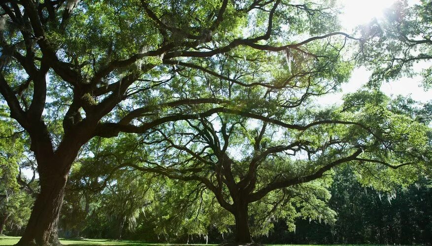 Историческое дерево. Тенистые деревья. Под тенистым деревом. Большое Тенистое дерево. Какое дерево называют деревом жизни