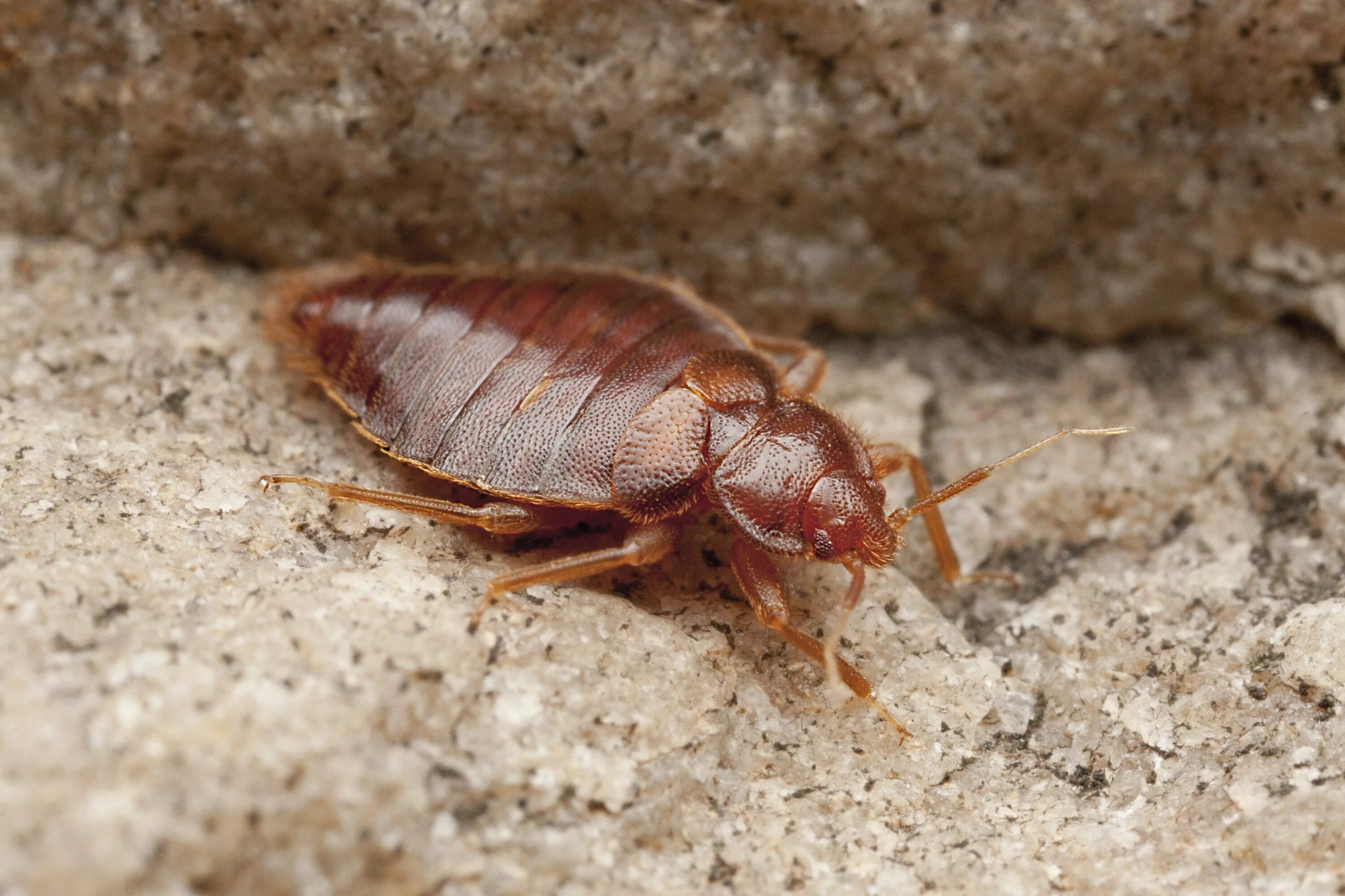 Постельный клоп (Cimex lectularius). Жук клоп квартирный. Клоп постельный кровососущий паразит.