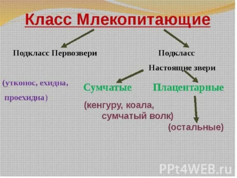 Класс настоящие звери. Класс млекопитающие подклассы. Класс млекопитающие подкласс Первозвери. Класс млекопитающие подкласс настоящие звери. Класс млекопитающие систематика.