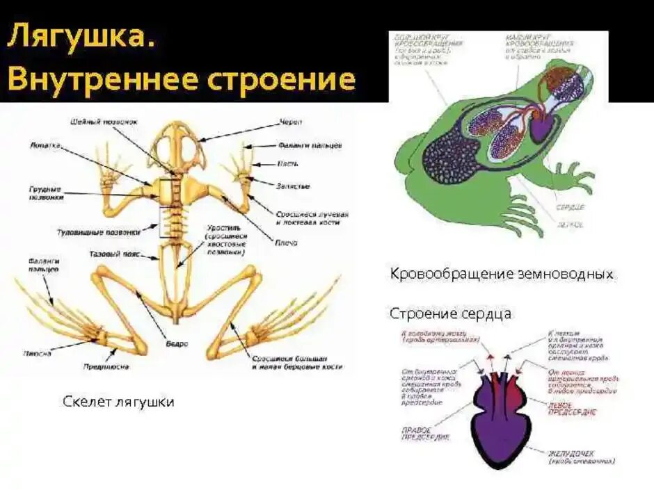 Система органов земноводных 7 класс. Внешнее строение и скелет лягушки. Внутреннее строение амфибии лягушки. Рис 127 внутреннее строение земноводных. Внутреннее строение лягушки скелет.