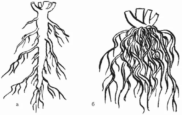 Мочковатая система корня. Стержневая корневая система и мочковатая корневая. Корневая система мочковатая стержневая корневище. Стержневой корень и мочковатый корень.
