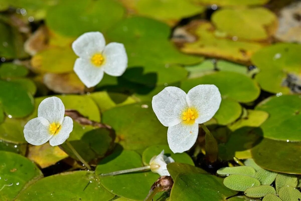 Водокрас обыкновенный. Водокрас Лягушачий. Водокрас Лягушачий (Hydrocharis morsus-Ranae). Водокрас обыкновенный (Hydrocharis morsus-Ranae).