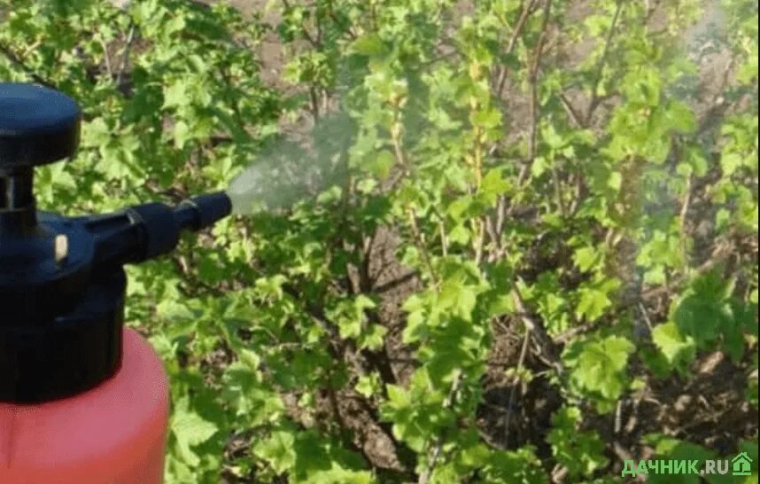 Можно ли опрыскивать смородину мочевиной осенью