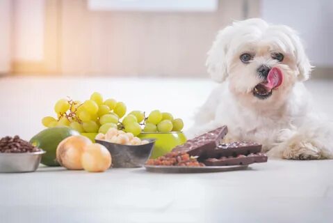 Dog vegetable