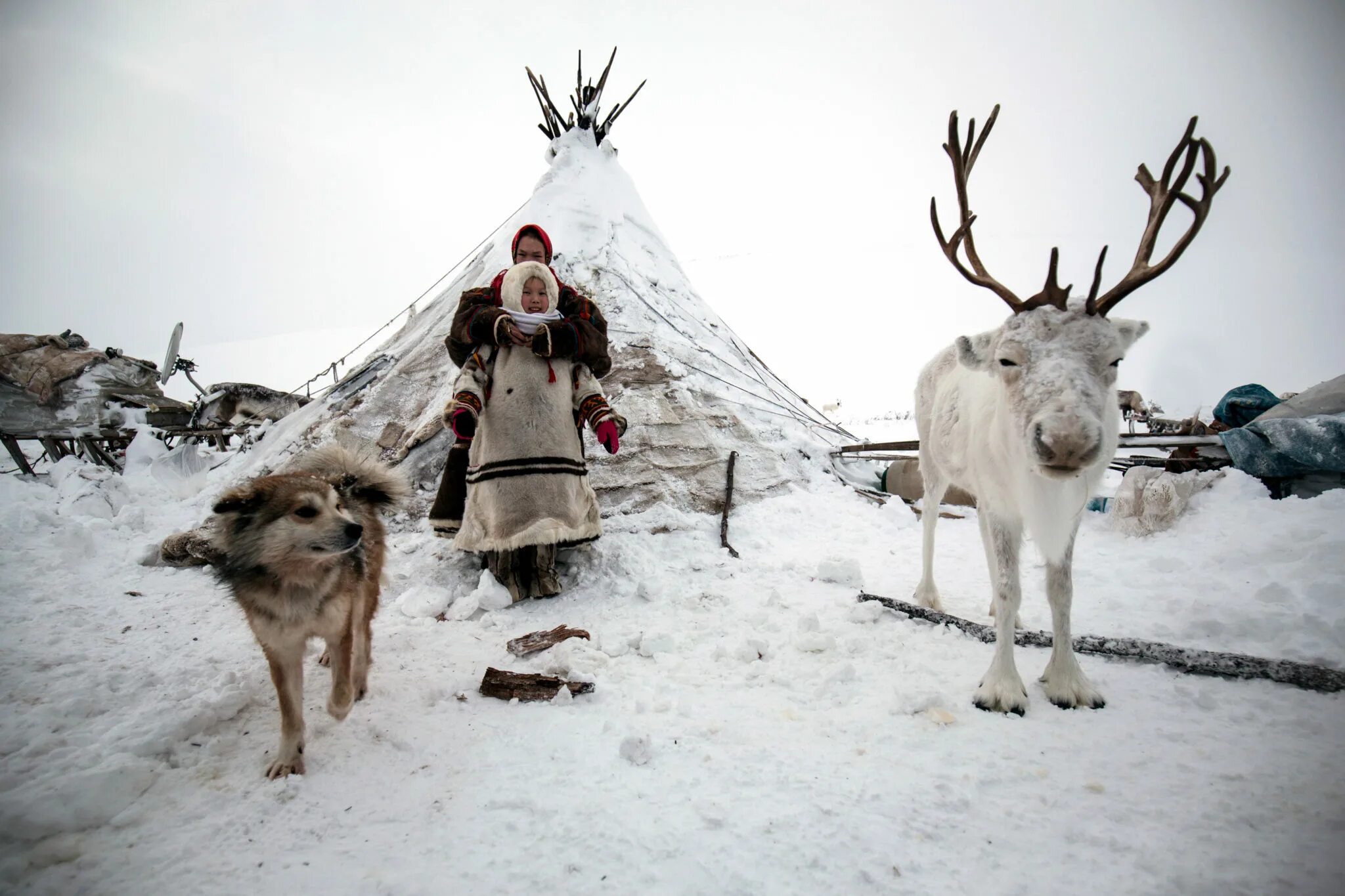 ямал тундра ненцы. животные народов севера. ямал тундра ненцы. живопись ямальская тундра. оленеводство в тундре северные олени.