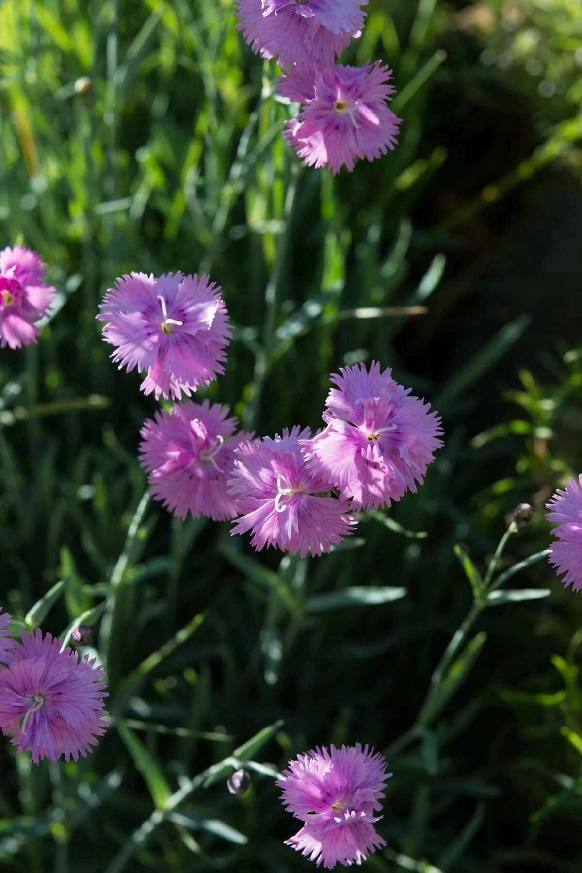 Какая гвоздика лучше. Dianthus gratianopolitanus. Гвоздика серолистная. Гвоздика Dianthus. Гвоздика монпелийская.