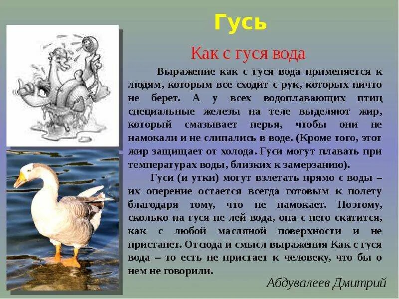 Рисунок к фразеологизму как с гуся вода